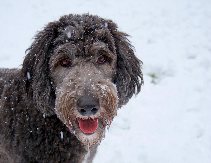 Pennsylvania Breeder Charged for Killing Dogs That Didn't Sell
