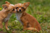 Pennsylvania woman avoids jail after killing neighbor's chihuahua puppy