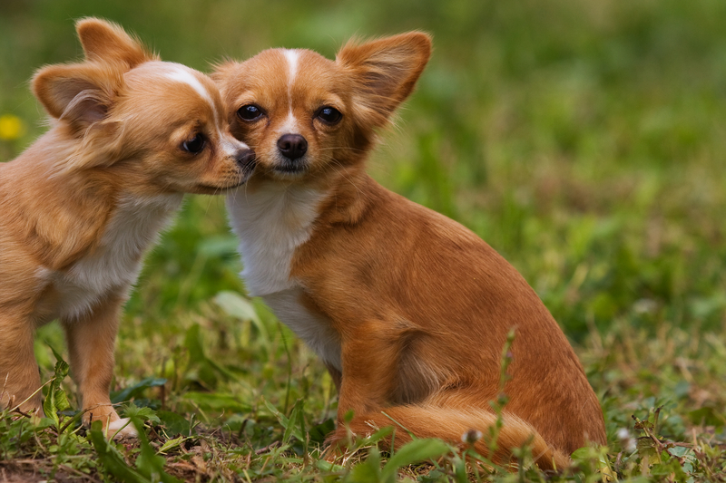Pennsylvania Woman Avoids Jail After Killing Neighbor's Chihuahua Puppy
