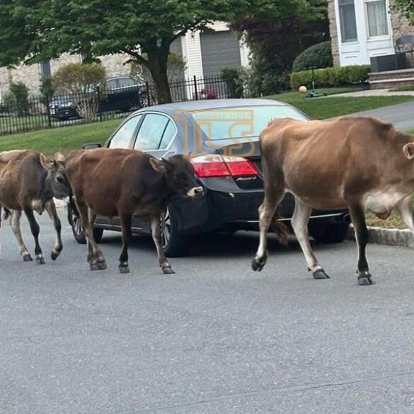 Cows found roaming toms river streets safely returned home - photo licensed by shore news network.