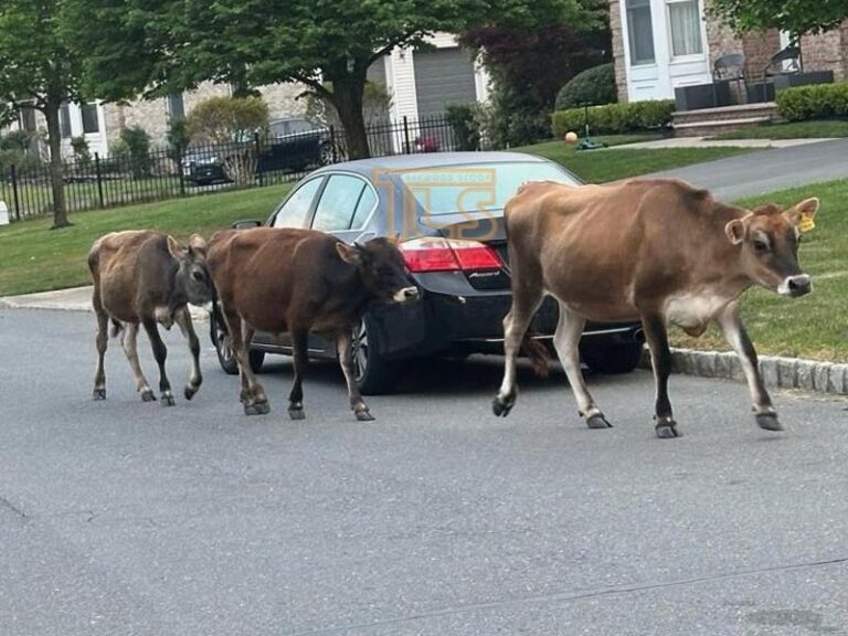 Cows found roaming toms river streets safely returned home - photo licensed by shore news network.