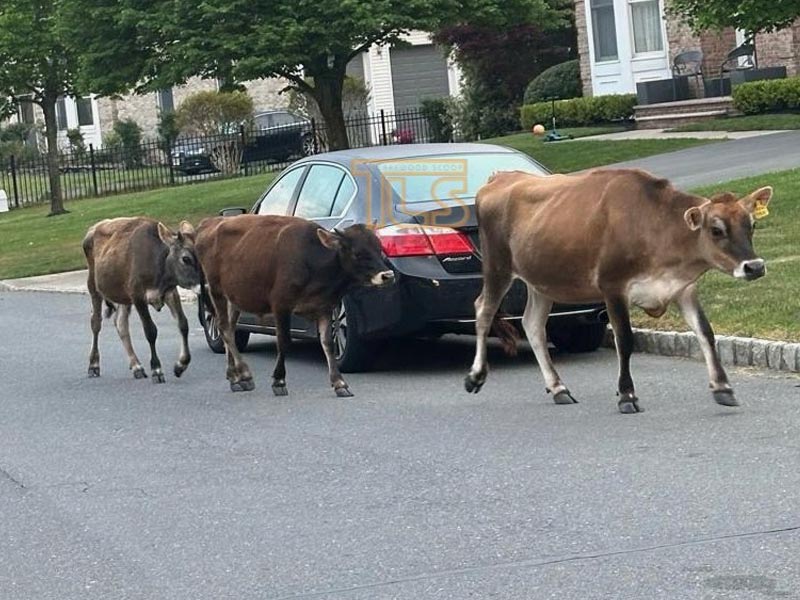 Cows Found Roaming Toms River Streets Safely Returned Home