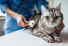 New jersey bill is like obamacare, but for pet insurance