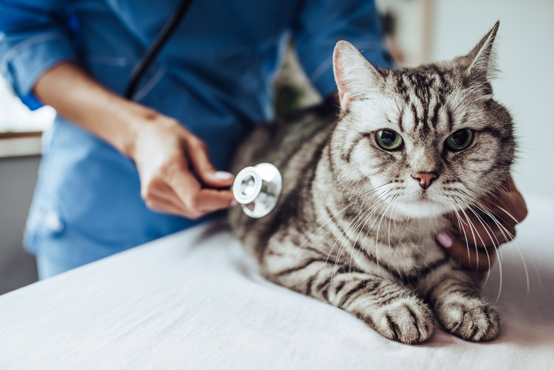 New Jersey Bill Is Like Obamacare, But for Pet Insurance