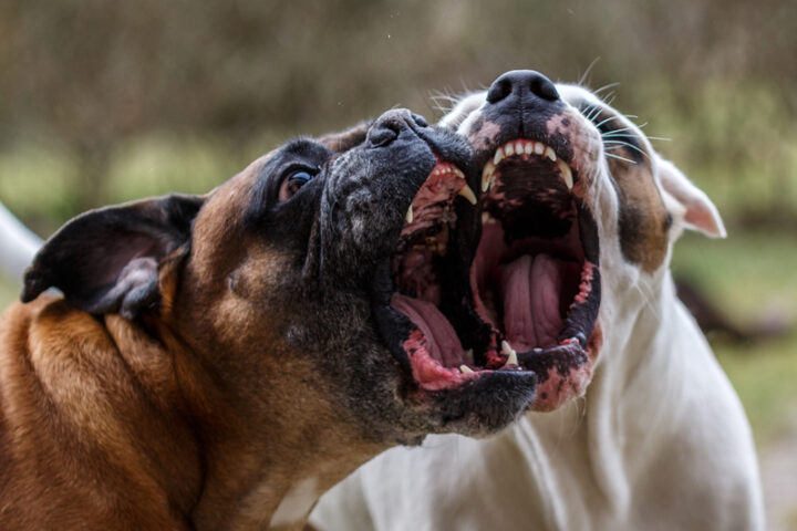 Ohio Man Sentenced to Nearly 6 Years After Dog Fighting Operation and ...