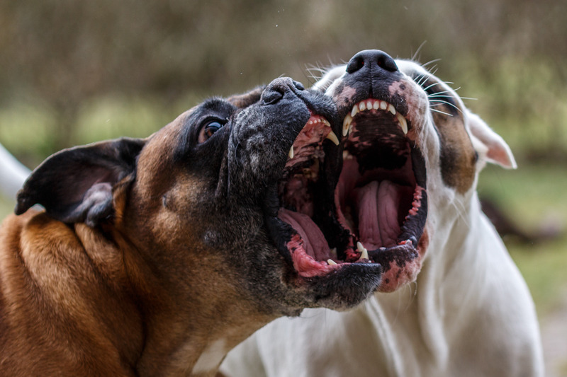 Major Dog Fighting Ring Busted in North Toledo
