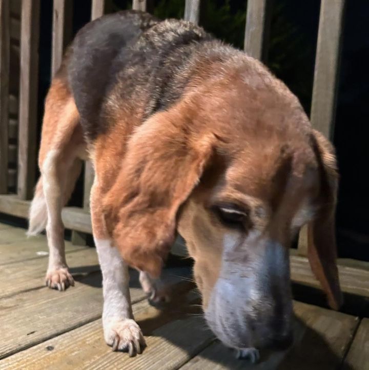 Police Seeking Owner of Dog Found in East Brunswick