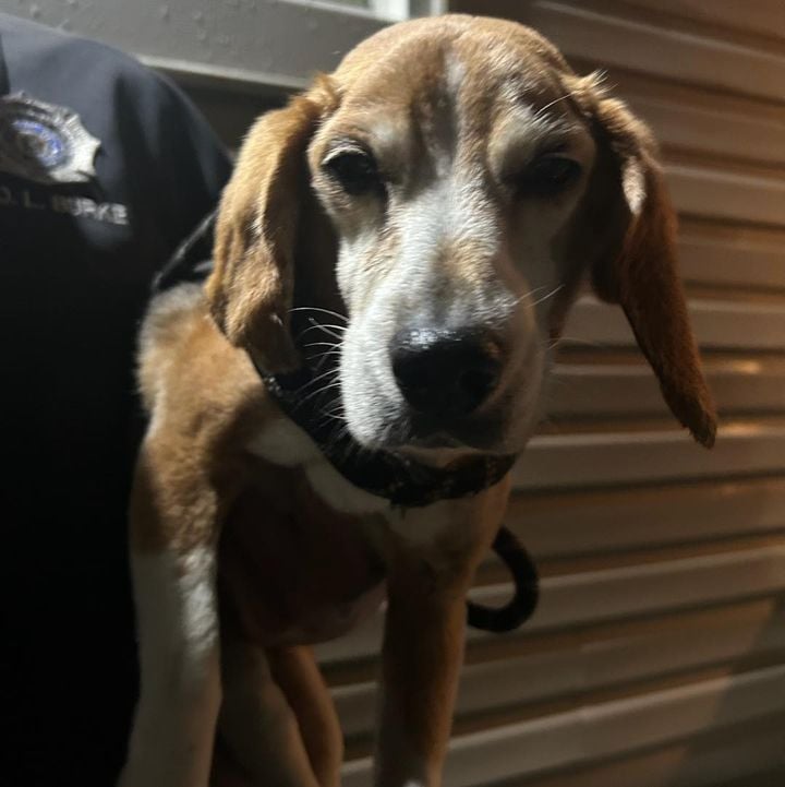 Police Seeking Owner of Dog Found in East Brunswick Police Seeking Owner of Dog Found in East Brunswick
