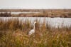 Police investigate report of deceased baby in marsh in south jersey
