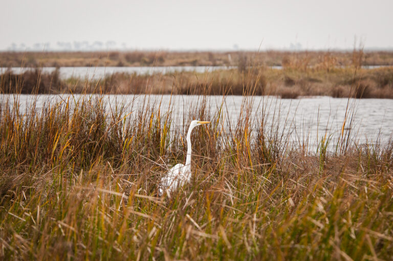 Police investigate report of deceased baby in marsh in south jersey - photo licensed by shore news network.