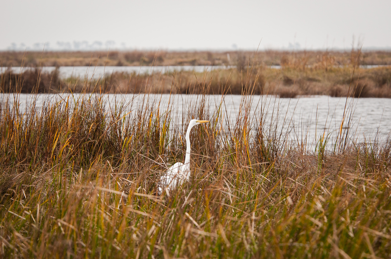 Police Investigate Report of Deceased Baby in Marsh in South Jersey