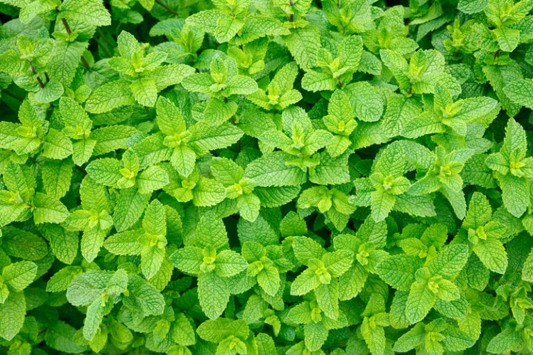 Adding mint to your new jersey garden: pros and cons - photo licensed by shore news network.