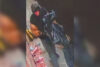 Philadelphia police seek suspect in germantown avenue commercial burglary