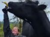 Meet Romeo The Worlds Tallest Cow