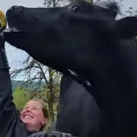Meet romeo, the world's tallest cow - photo licensed by shore news network.