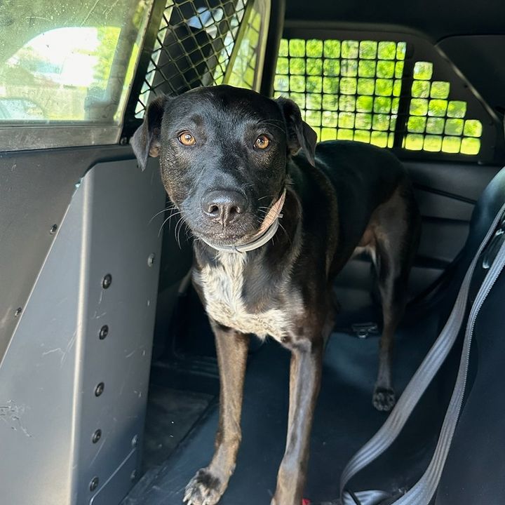 Dog Found on Walter Drive in North Tonawanda
