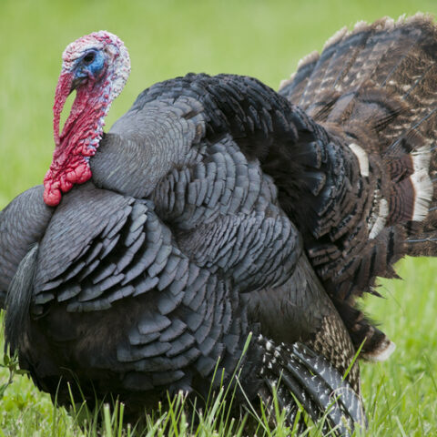 Street closures planned for newark thanksgiving turkey giveaway - photo licensed by shore news network.