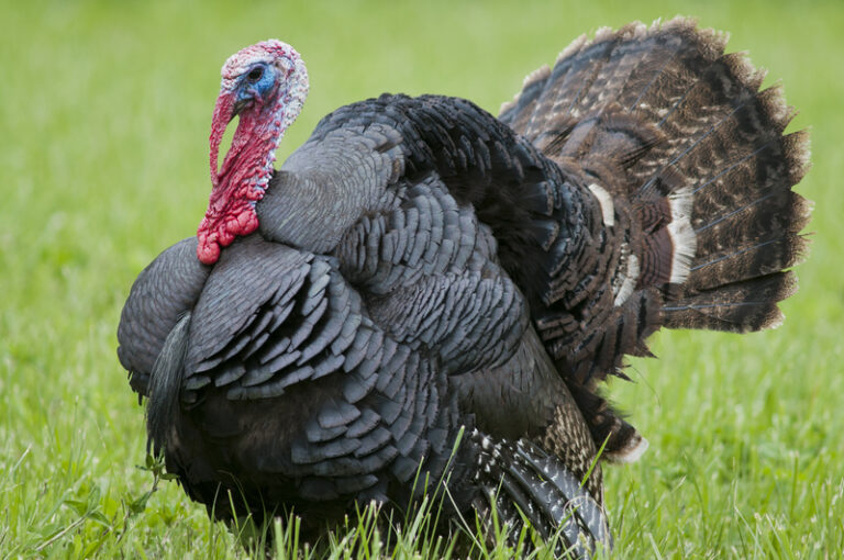 Trouble for turkeys in pennsylvania, here's why - photo licensed by shore news network.