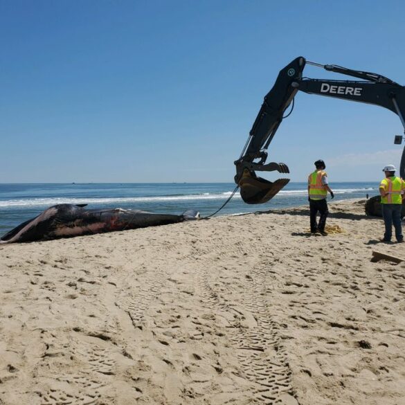 Dead whale caught on bow of cruise ship in brooklyn - photo licensed by shore news network.
