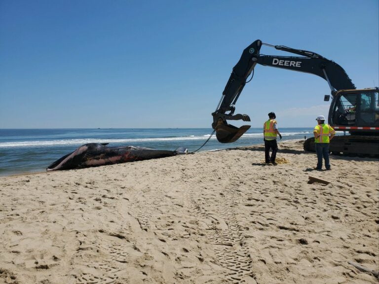 Dead whale caught on bow of cruise ship in brooklyn - photo licensed by shore news network.