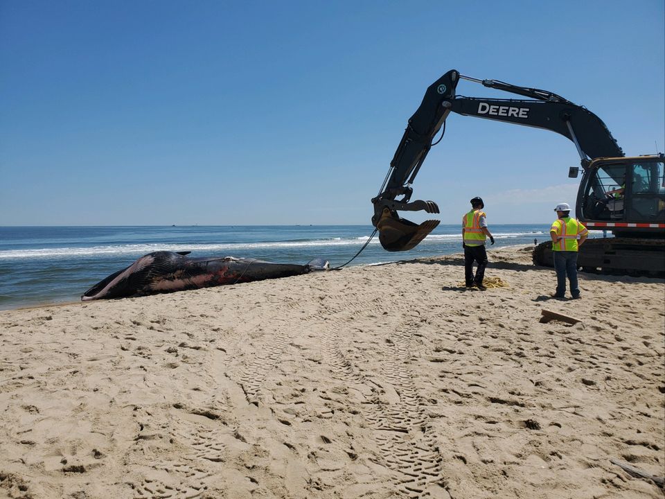 Dead Whale Caught on Bow of Cruise Ship in Brooklyn