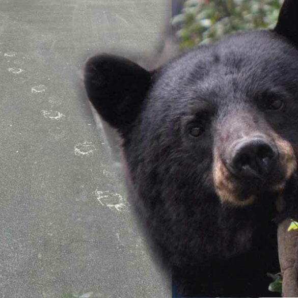 Bear sightings prompt caution in west newark - photo licensed by shore news network.