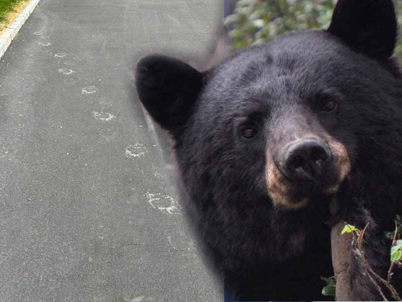 Bear Sightings Reported in Maplewood