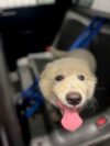 Found dog in woodbury city Found dog in woodbury city