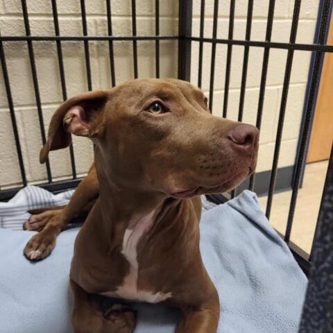 Bethlehem township police seek foster home for dog found last week - photo licensed by shore news network.