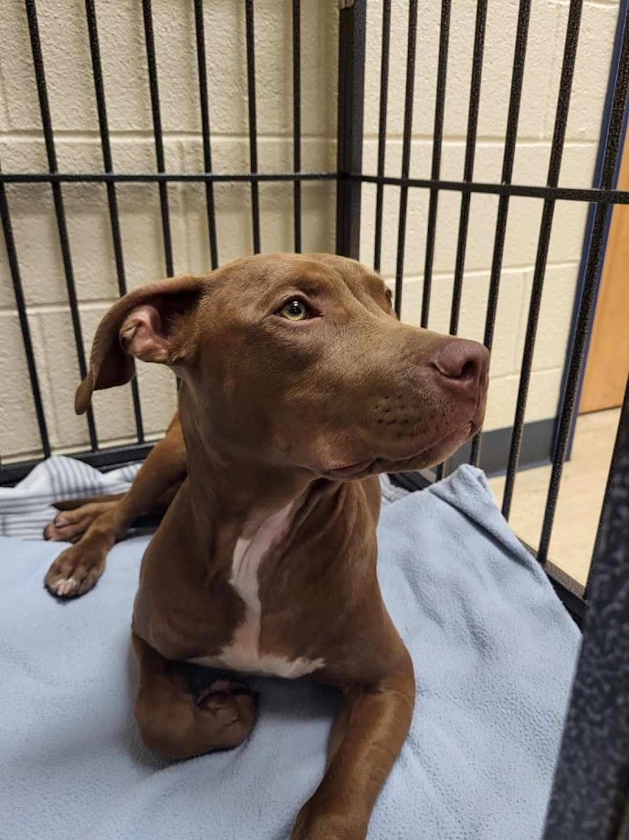 Bethlehem Township Police Seek Foster Home for Dog Found Last Week