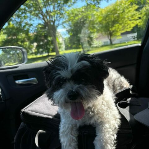 Help reunite found dog with owners in somers point - photo licensed by shore news network.