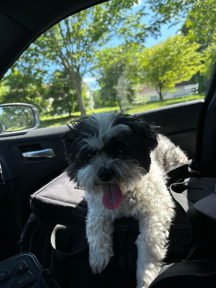 Help Reunite Found Dog with Owners in Somers Point