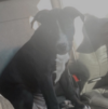 D. C. Police make arrest in home burglary and dog theft