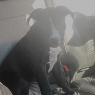 D.C. Police Make Arrest in Home Burglary and Dog Theft