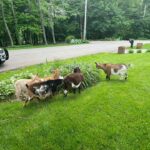 Ohio Yard Turns Into Makeshift Goat Farm, Police Seeking Owner