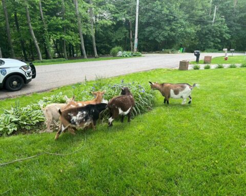 Ohio Yard Turns Into Makeshift Goat Farm, Police Seeking Owner