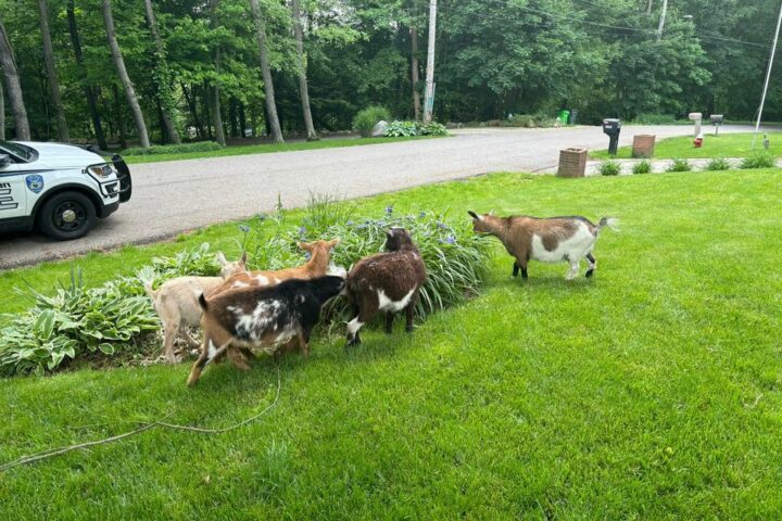 Ohio Yard Turns Into Makeshift Goat Farm, Police Seeking Owner