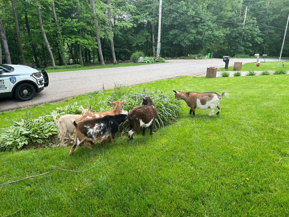 Ohio Yard Turns Into Makeshift Goat Farm, Police Seeking Owner