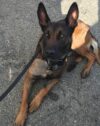 Pennsylvania mourns loss of beloved police k-9