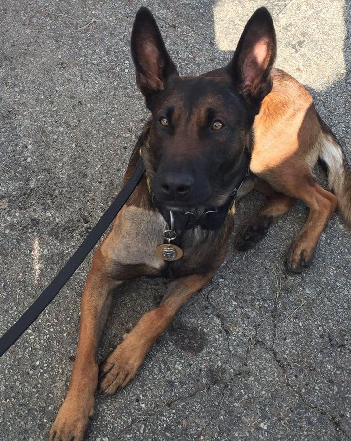 Pennsylvania Mourns Loss of Beloved Police K-9