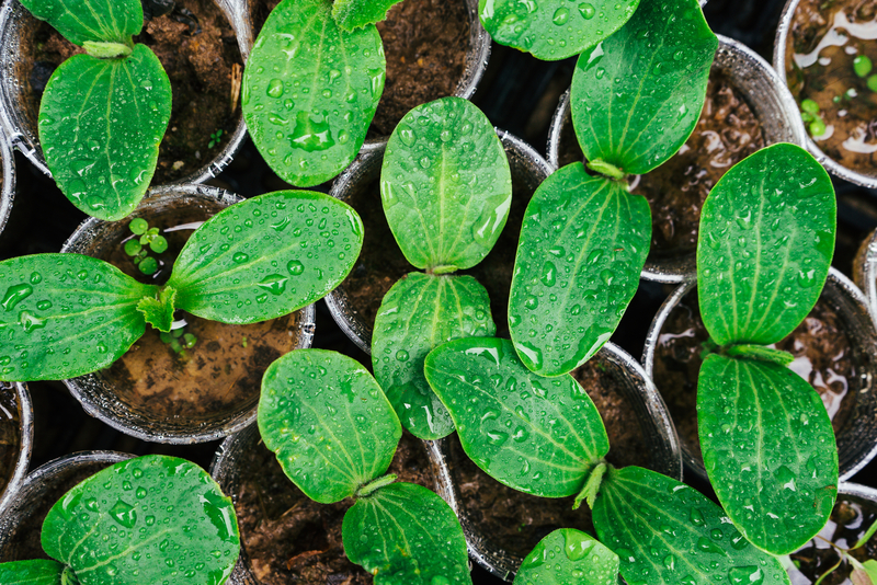 When and How To Transplant Cucumber, Melon, and Warm Weather Seedlings in New Jersey