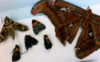 Philadelphia cbp nets 60 dead butterflies illegally imported from portugal to wayne county, pa