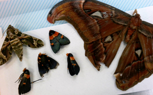 Philadelphia CBP Nets 60 Dead Butterflies Illegally Imported from Portugal to Wayne County, PA