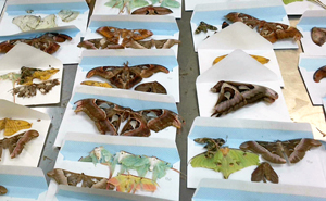U.S. Customs and Border Protection agriculture specialists intercepted a collection of 60 dead adult moth and butterfly specimens of the order Lepidoptera on May 3, 2024. The unique shipment, which arrived from Portugal and was destined to an address in Wayne County, Pa., violated wildlife import laws.