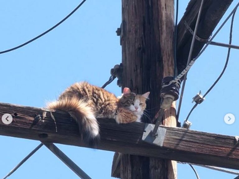 Cat rescued from utility pole in california, named 'electra' - photo licensed by shore news network.