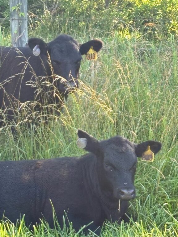 Albemarle County Police Seek Owners of Lost Cows