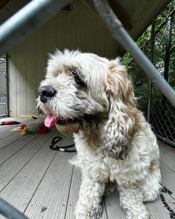 Adoptions Sought as Greenbelt Shelter Over Maximum Capacity