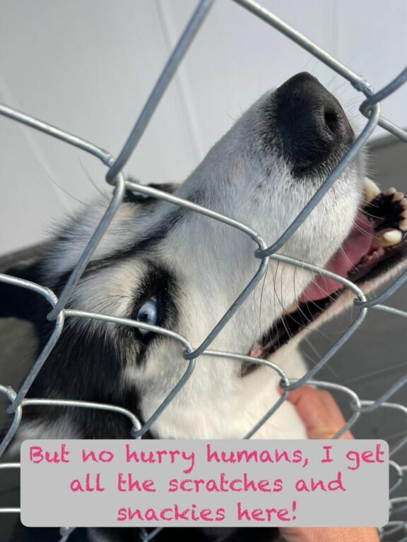 Middletown Police Seek Owners of Escaped Husky