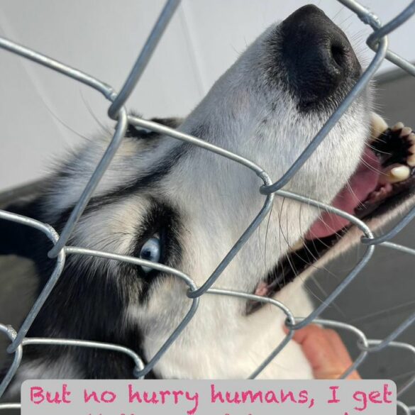 Middletown police seek owners of escaped husky - photo licensed by shore news network.