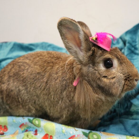 New arrival at new jersey shelter seeks loving home - photo licensed by shore news network.